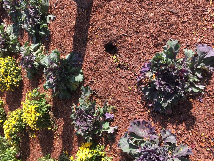 q how far down should u plant purple kale