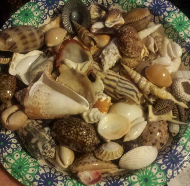pieza de arte simple de conchas marinas