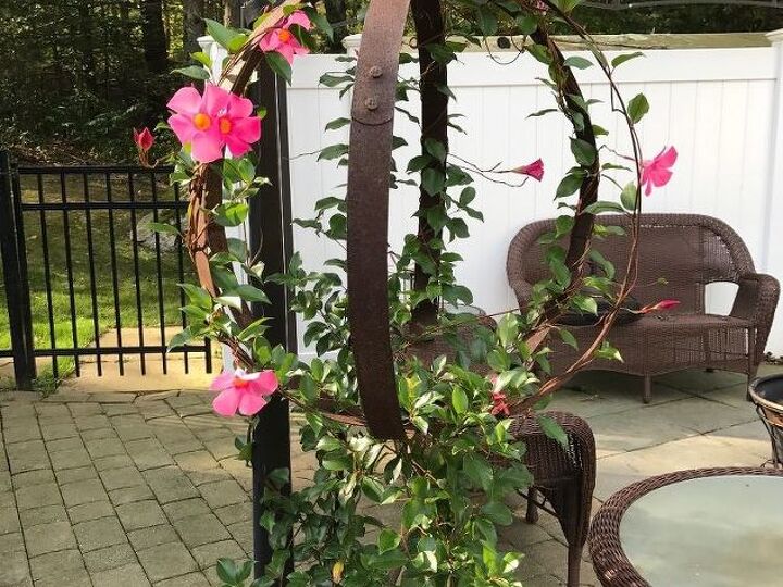 q i have a plant in a large container that is too heavy to move