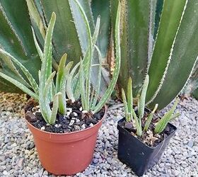 how to plant care for aloe vera pups babies