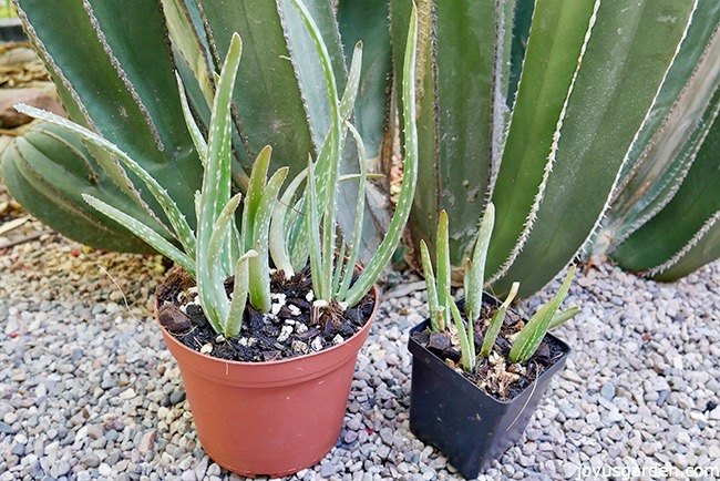how to plant care for aloe vera pups babies