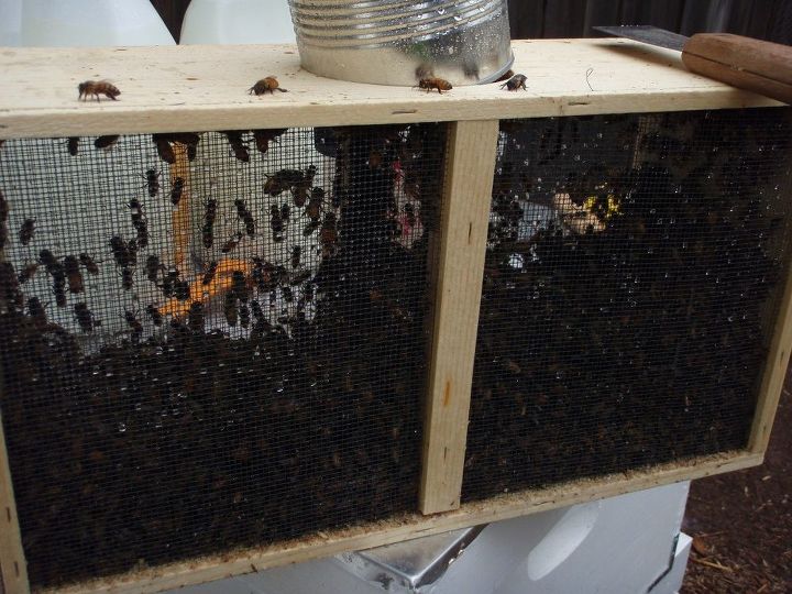 q what flowers to plant for bees