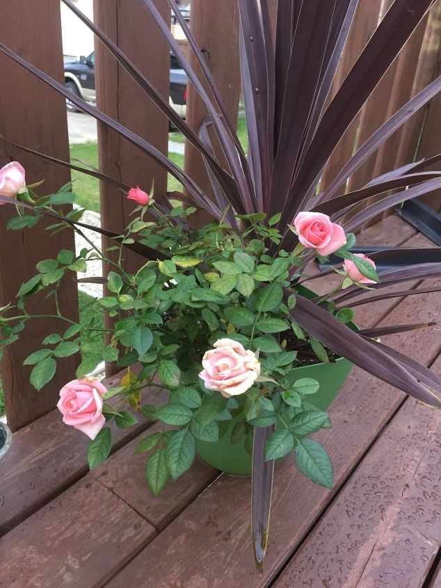 q how to care for potted rose thru winter