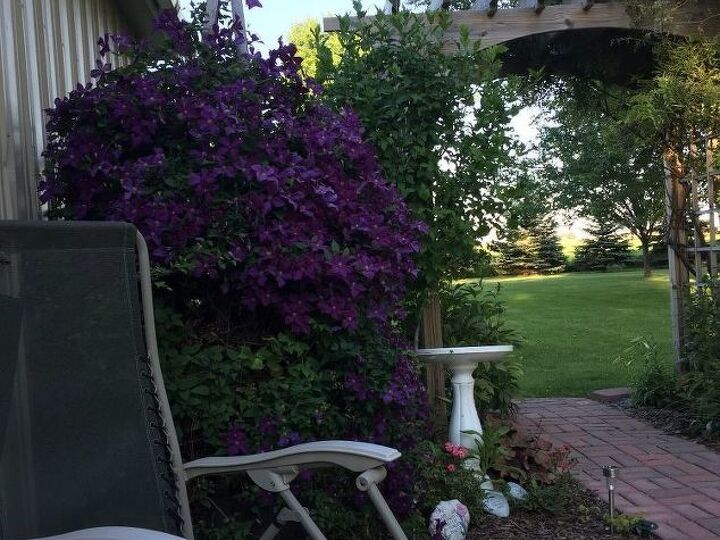 q can i trim my wistera now in the fall