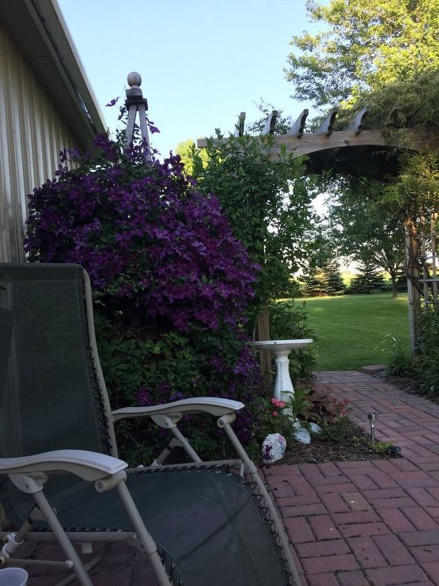 q can i trim my wistera now in the fall