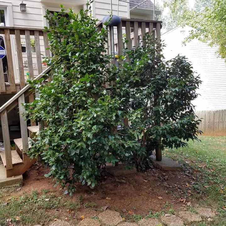 q how can i salvage 2 camillia bushes during deck expansion