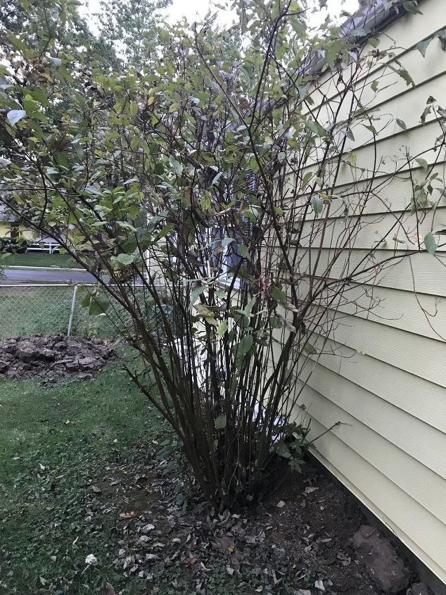 how far should i cut my red twig dogwood back when i transplant it