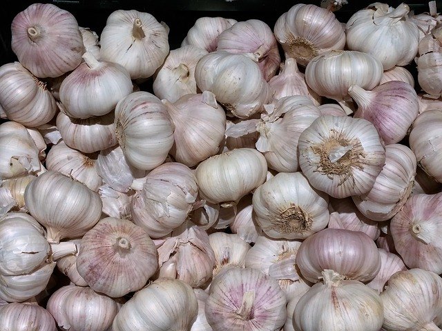 grow a year s worth of garlic at home