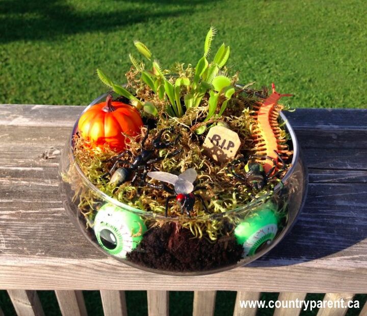 venus flytrap halloween terrarium