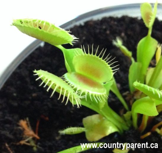 venus flytrap halloween terrarium