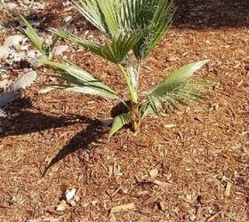 Baby palm outlet tree