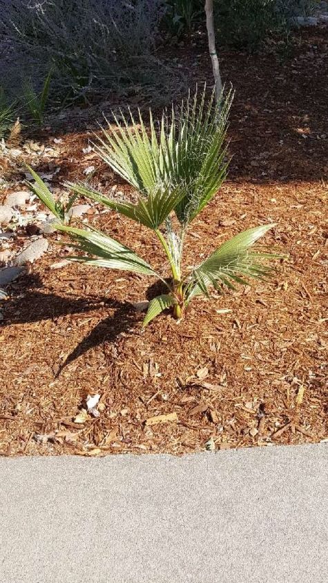q is this a palm tree in my front yard
