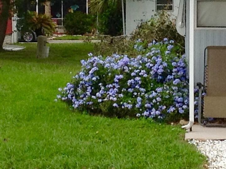 q could anyone please identify this lavender flowering bush please