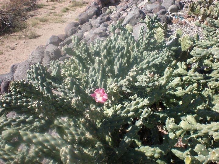 q need help identifying two cactus plants and a palm