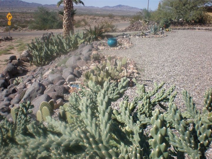 q need help identifying two cactus plants and a palm