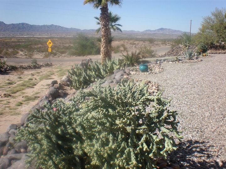 q need help identifying two cactus plants and a palm