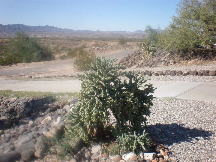 q need help identifying two cactus plants and a palm