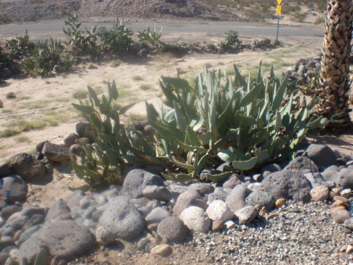 q need help identifying two cactus plants and a palm