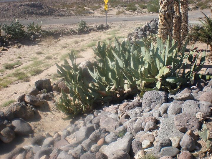 q need help identifying two cactus plants and a palm