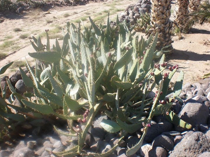 q need help identifying two cactus plants and a palm