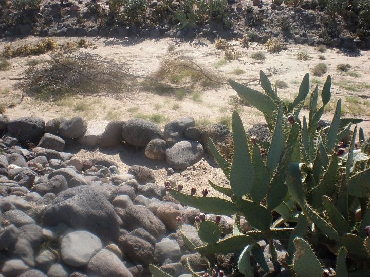 q need help identifying two cactus plants and a palm