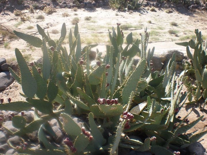 q need help identifying two cactus plants and a palm