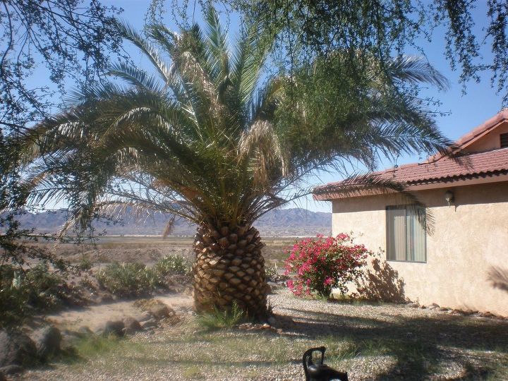 q need help identifying two cactus plants and a palm