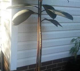 i don t have bottom leaves on my rubber tree what should i do