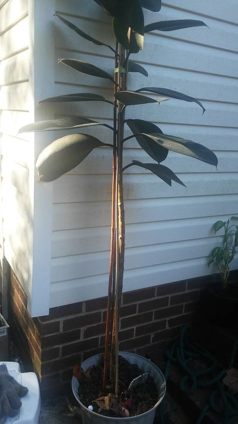 i don t have bottom leaves on my rubber tree what should i do