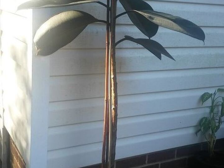 q i don t have bottom leaves on my rubber tree what should i do