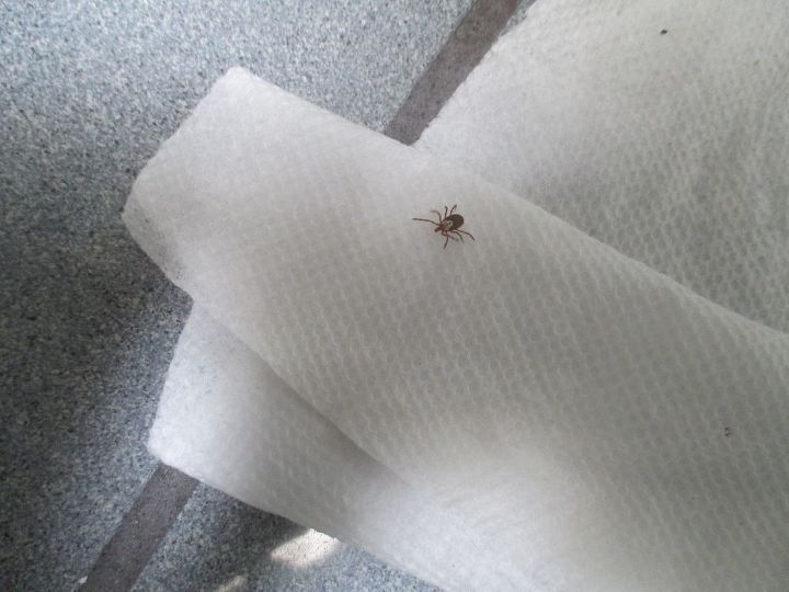 q can someone name this bug
