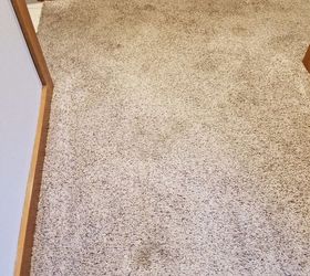 dog stains on carpet