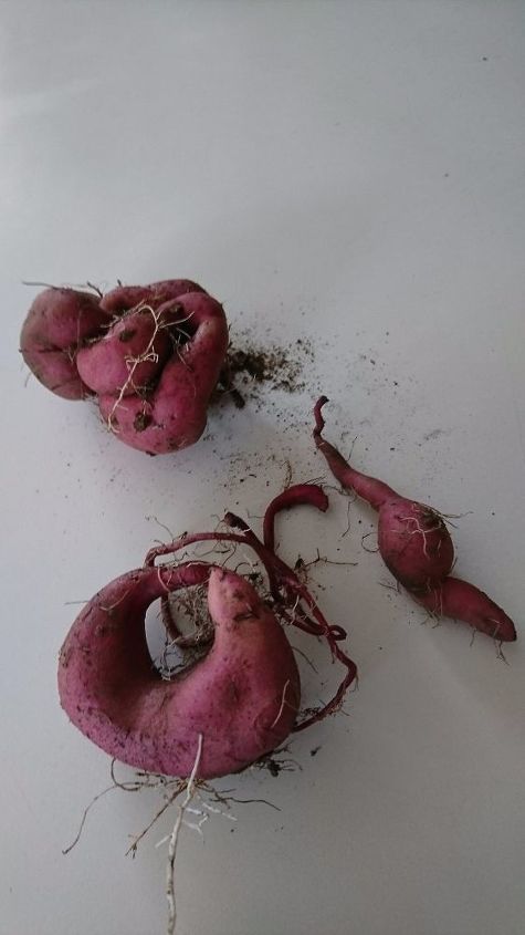 q growing sweet potato vine