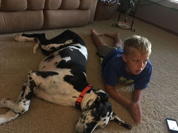 q how to eliminate pet smell from carpet