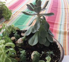 help what s wrong with my succulent