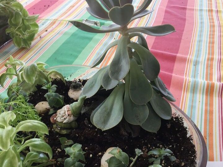 q help what s wrong with my succulent