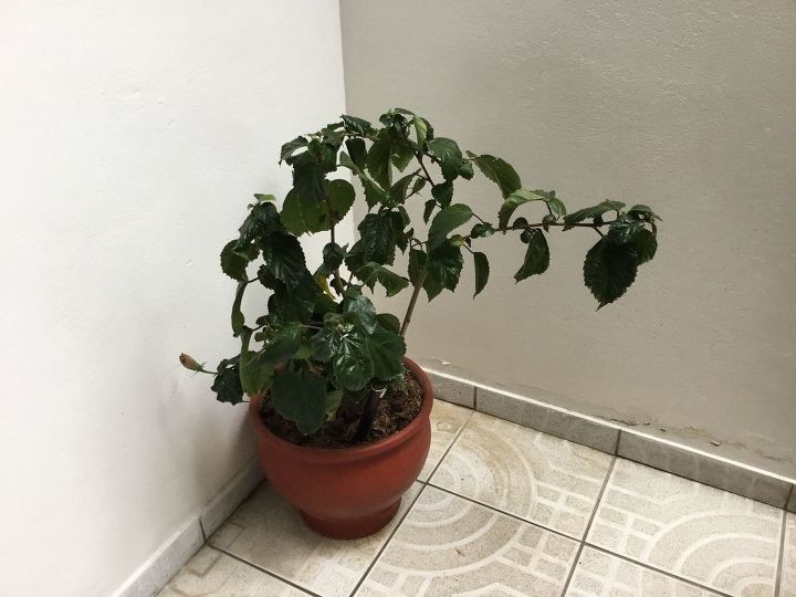q my hibiscus doesn t bloom i live 9 000 ft high in peru