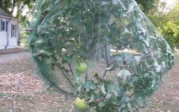 Protecting Dwarf Fruit Trees From Japenese Beetles , Squirrels and Bir