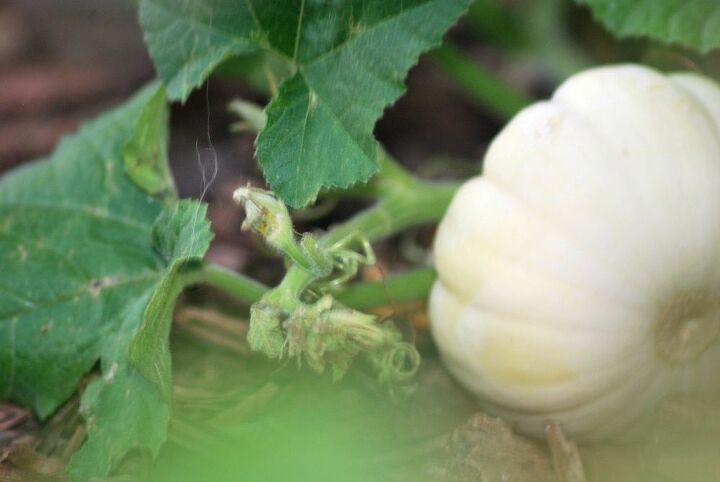 bring the outdoors inside