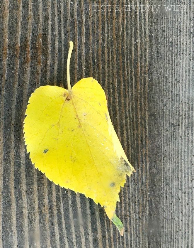 bring the outdoors inside