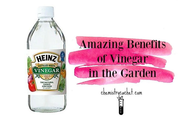 amazing benefits of vinegar in the garden why it works