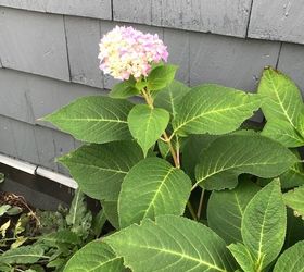 q what going on with my hydrangea