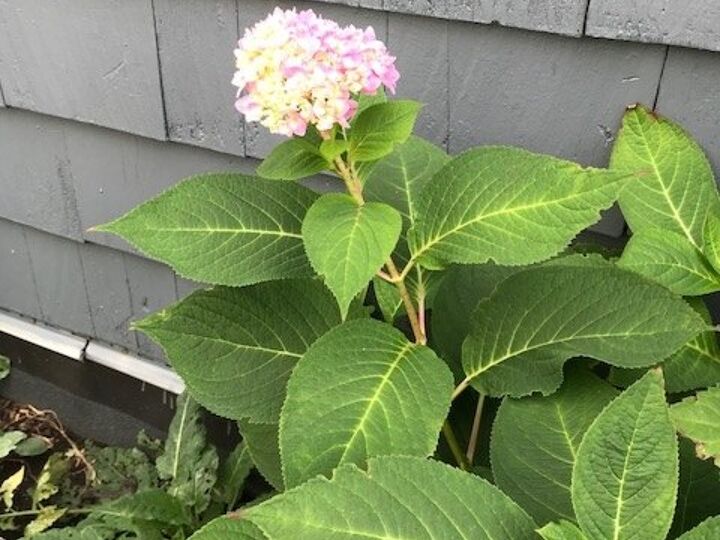 q what going on with my hydrangea