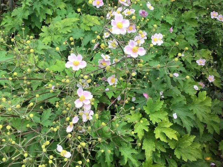 q what are these perennial name