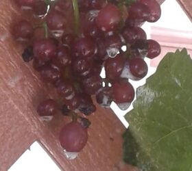 q how long does it usually take for grape vines to produce actual grapes