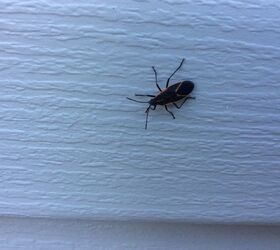 how do i get rid of these bugs they have invaded the outside of house