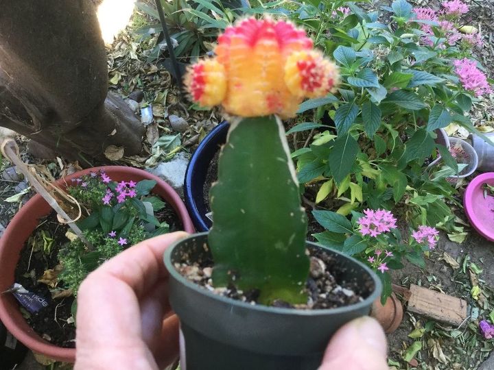 q help for grafted cactus