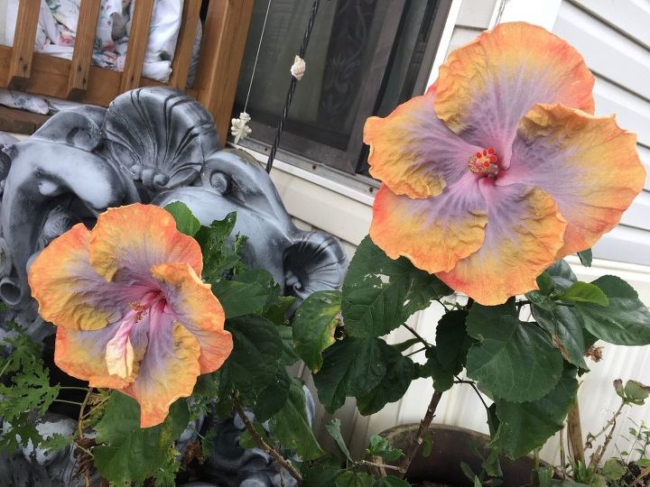q my hibiscus changed colors