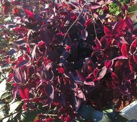 q what is the best way to winter a wandering jew plant