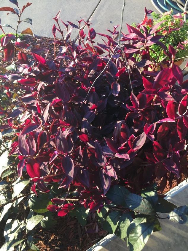 q what is the best way to winter a wandering jew plant